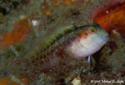 Taken in Panama City Beach with Canon 20D 100mm lens and ... by Michael Shope 